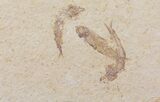 Fossil Fish (Knightia) Multiple Plate - Wyoming #111250-2